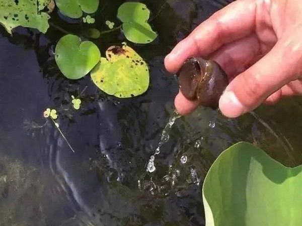 徐州鄰氯苯胺鹽酸鹽